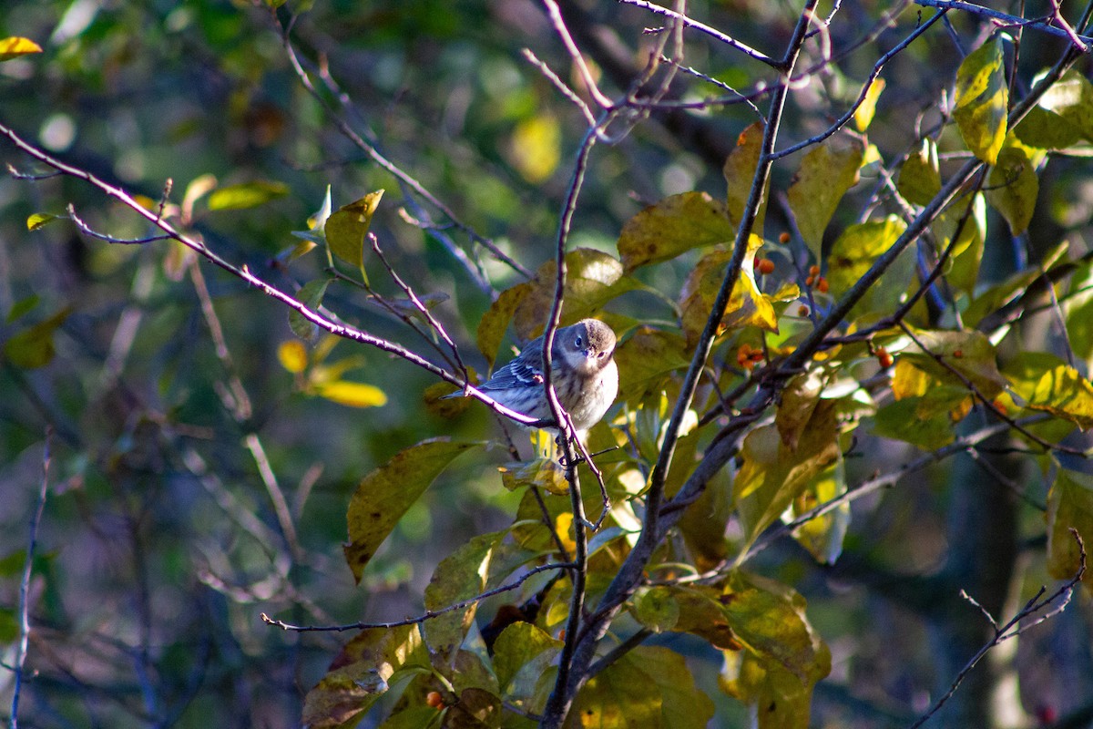 キヅタアメリカムシクイ - ML644653115