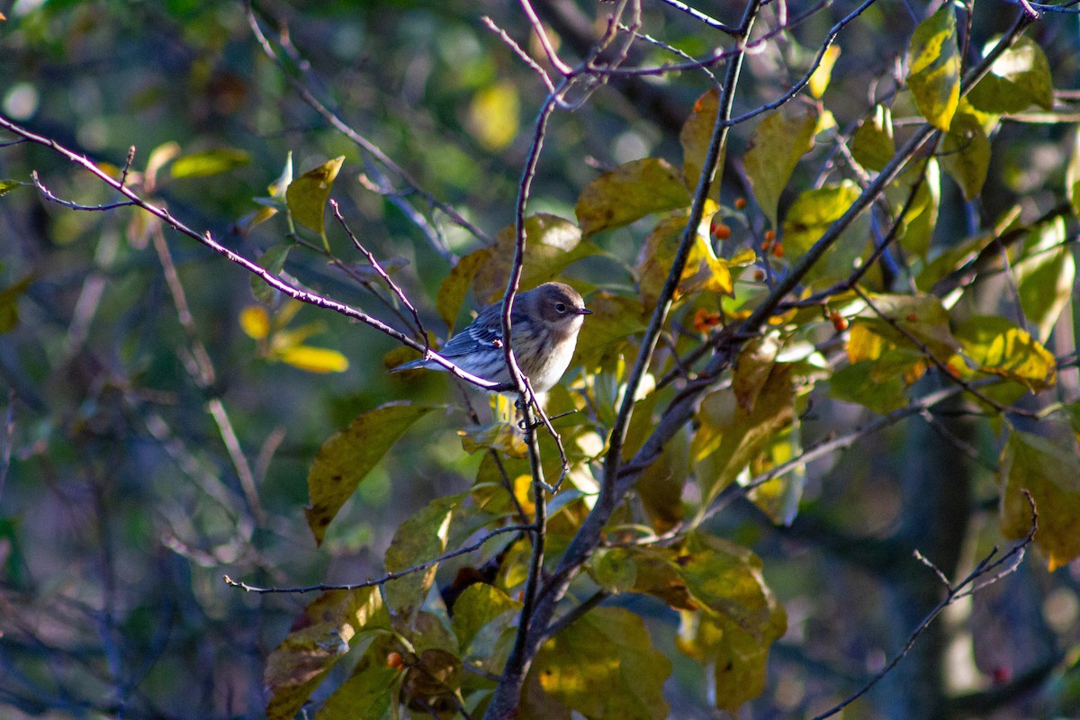 キヅタアメリカムシクイ - ML644653116