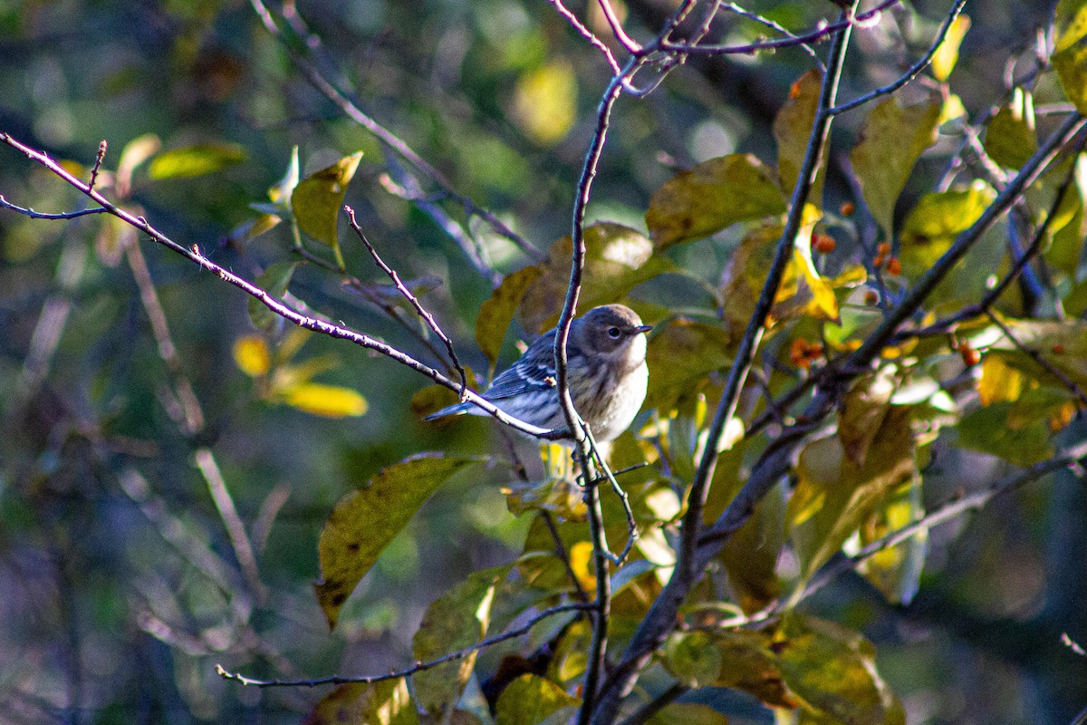 キヅタアメリカムシクイ - ML644653117