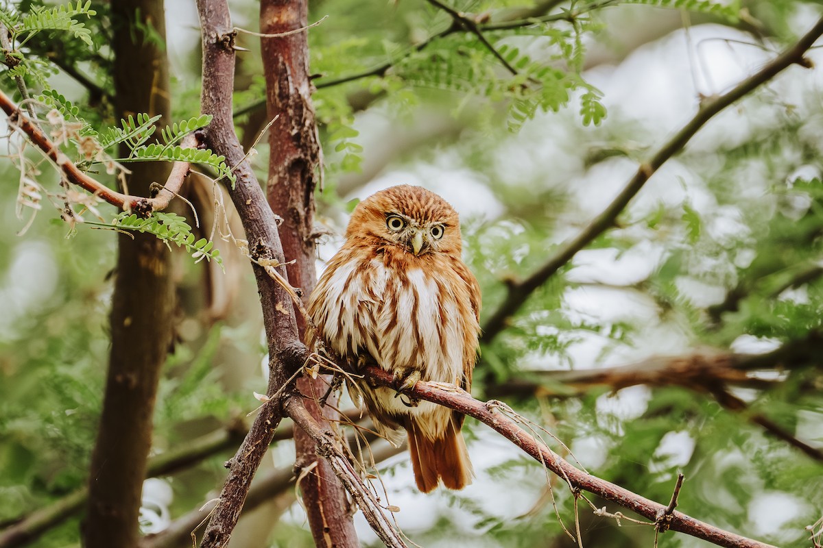 Перуанский сычик - ML644653118