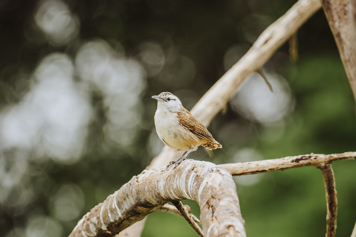 Прибрежный крапивник - ML644653122
