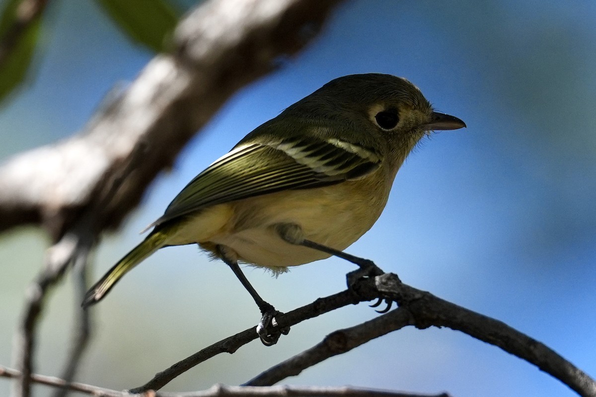 Рубиноголовый королёк - ML644653123