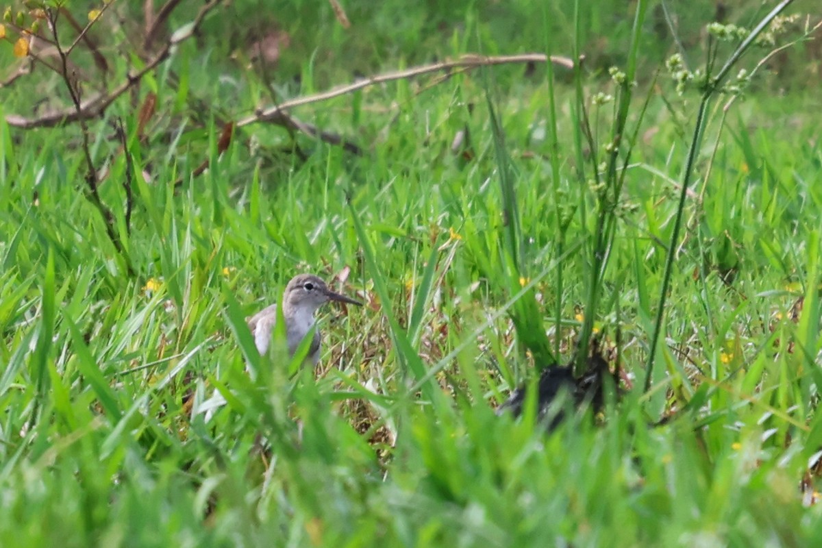 Пятнистый перевозчик - ML644653126