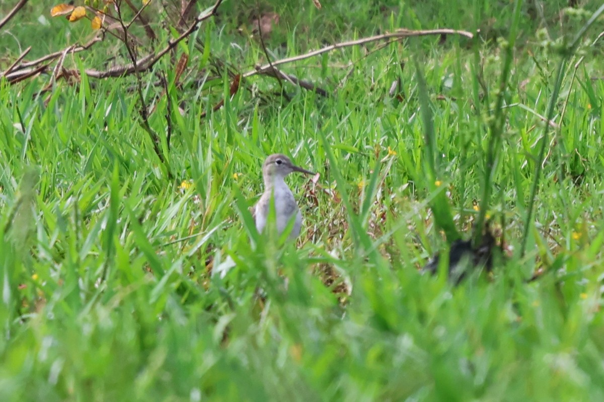 Пятнистый перевозчик - ML644653127