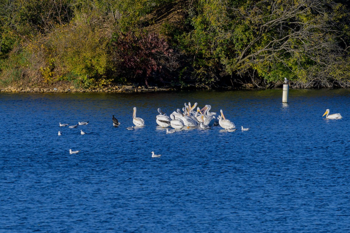 Pelikano zuri amerikarra - ML644653130