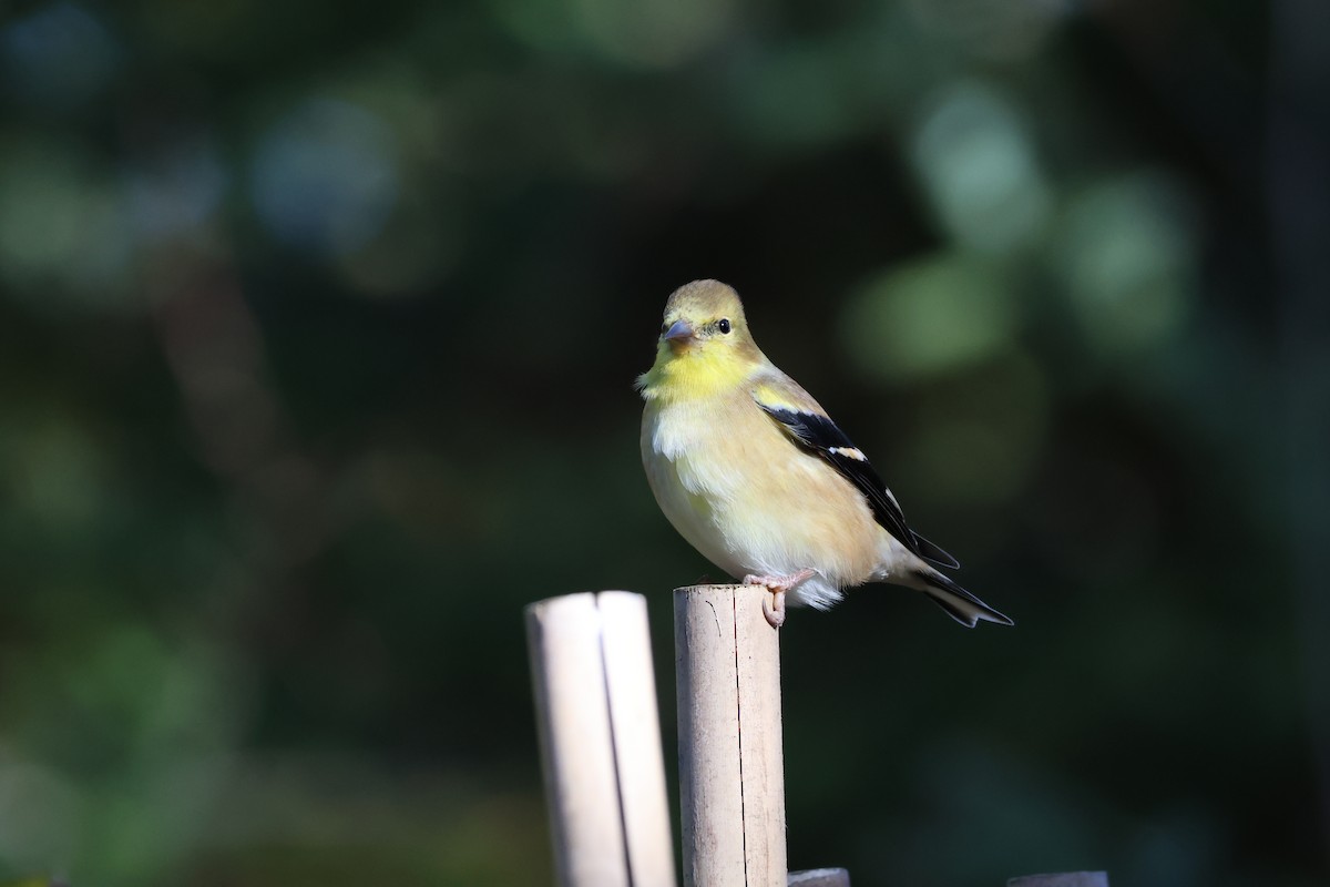 čížek žlutý - ML644653132