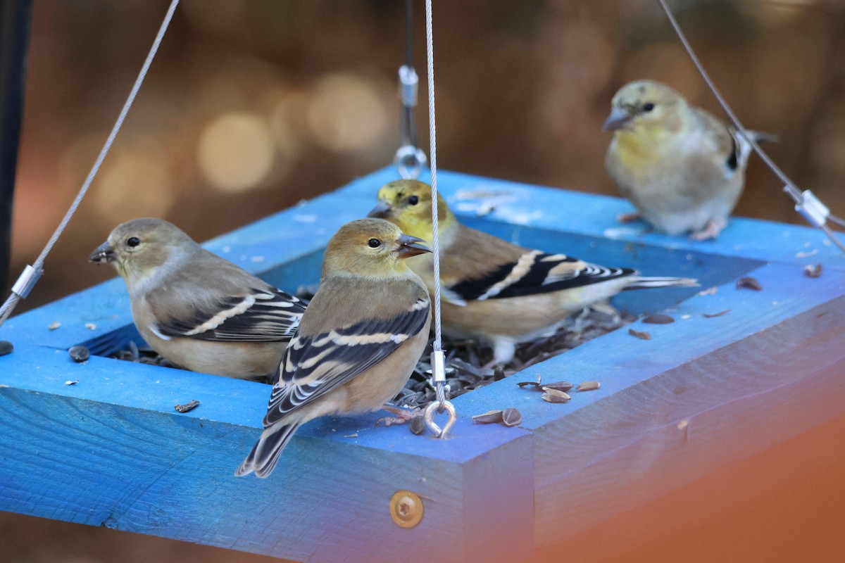 čížek žlutý - ML644653133