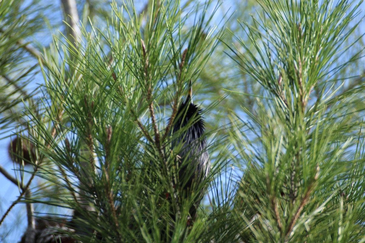 Хар тодол - ML644653141