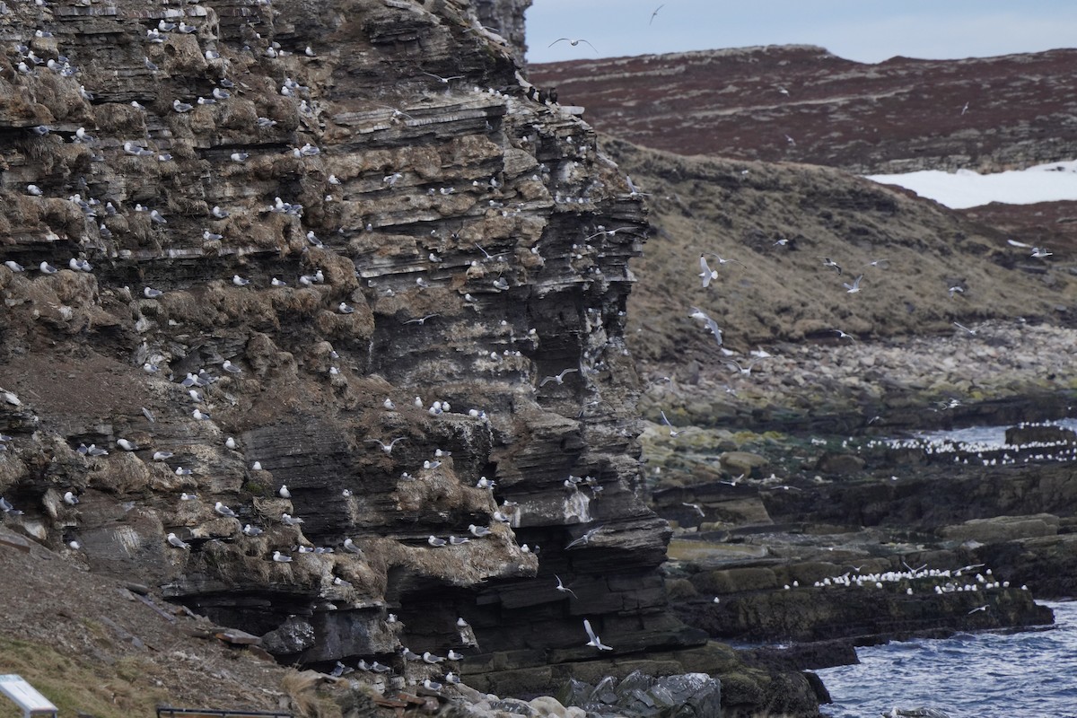 Гурван хуруут цахлай - ML644653143