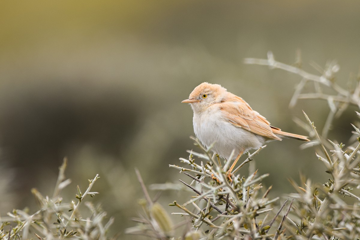 African Desert Warbler - ML644653146