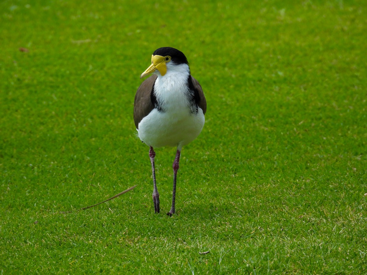 čejka australská - ML644653147