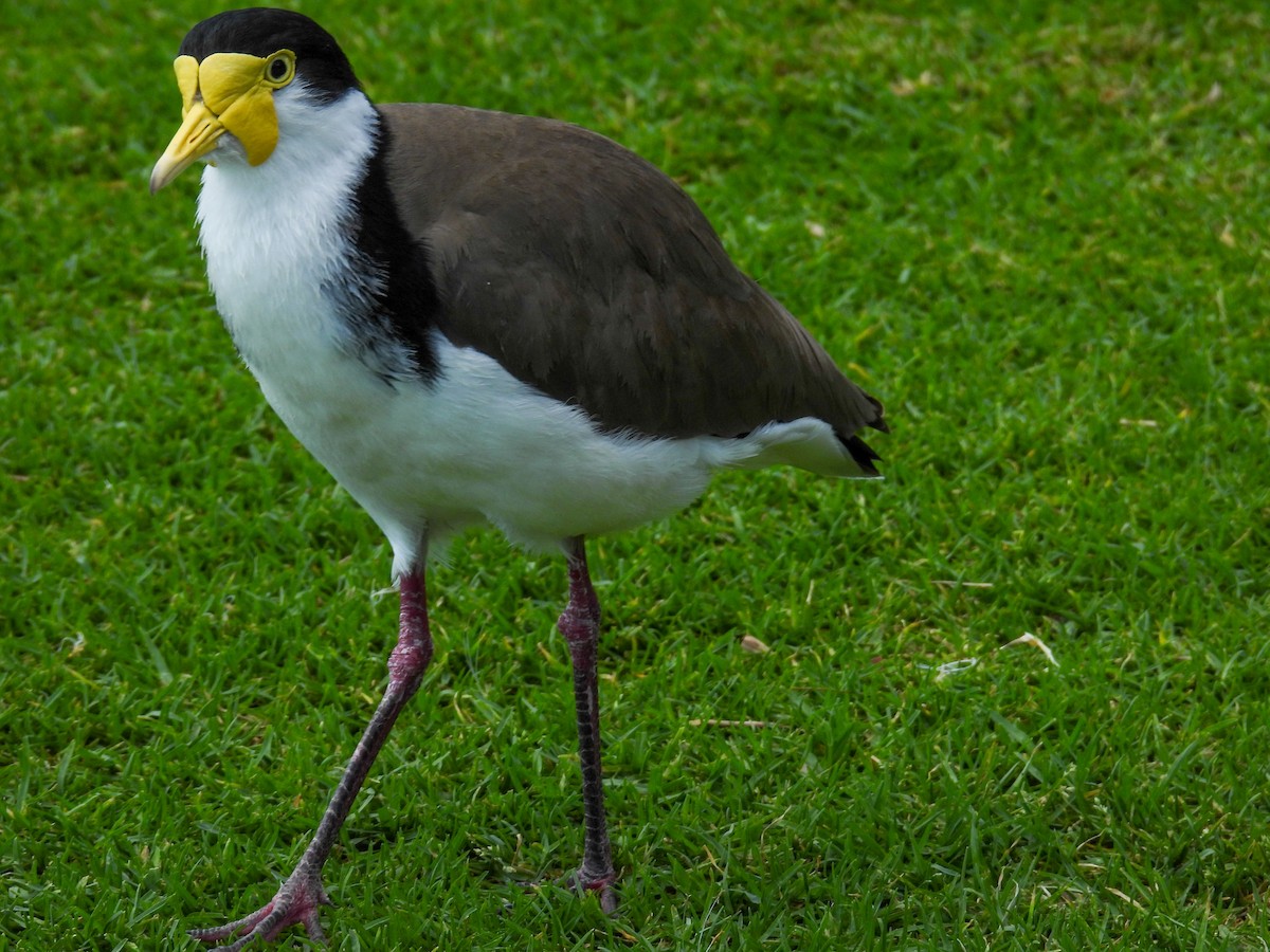 čejka australská - ML644653148