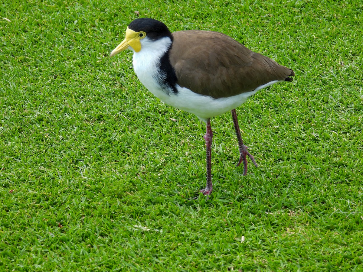 čejka australská - ML644653149