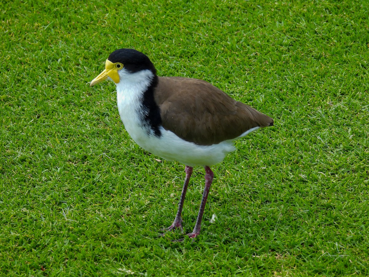 čejka australská - ML644653150