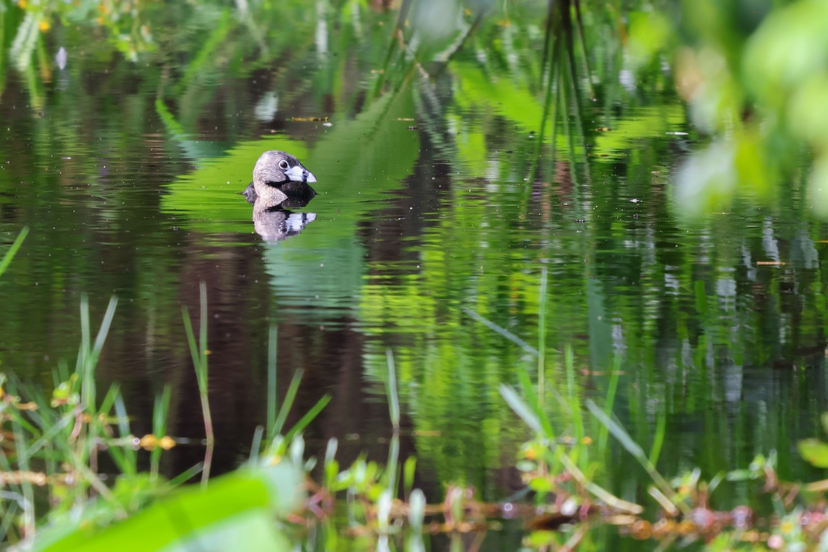 Pied-billed Grebe - ML644653152