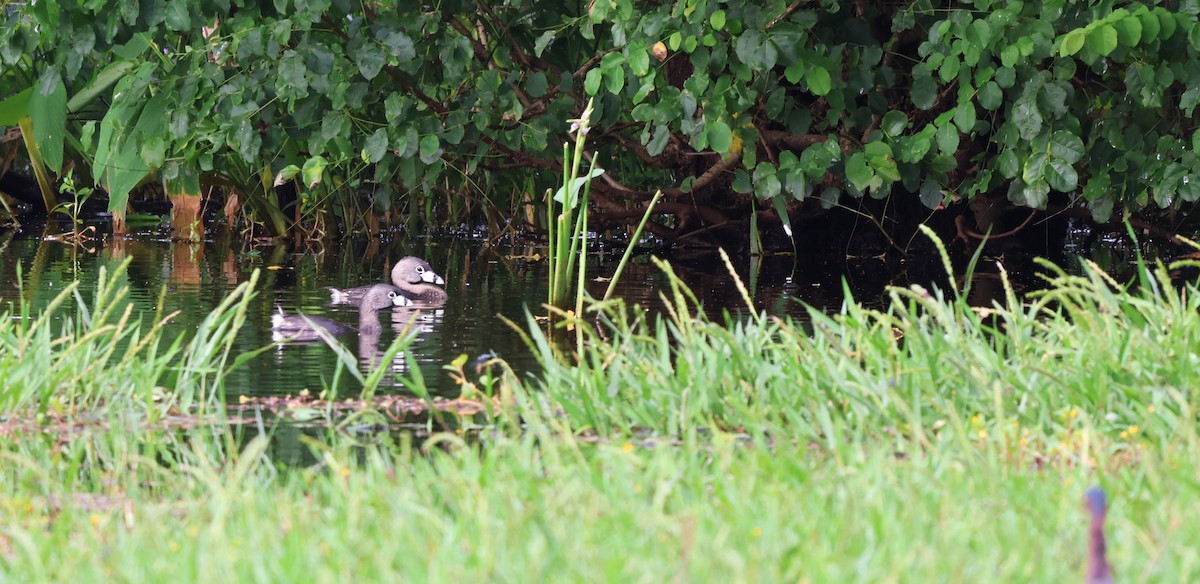 Pied-billed Grebe - ML644653153