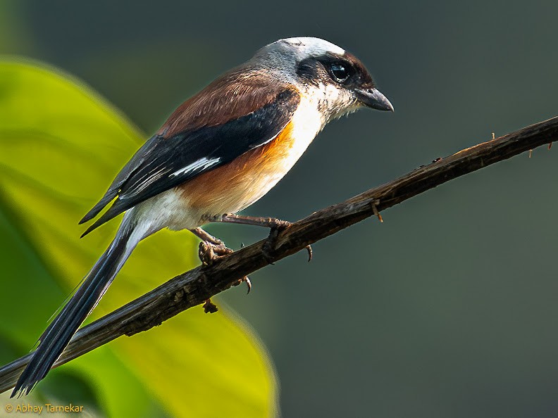 Bay-backed Shrike - ML644653157