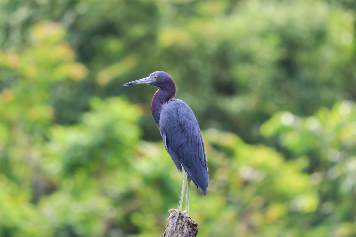 Little Blue Heron - ML644653158