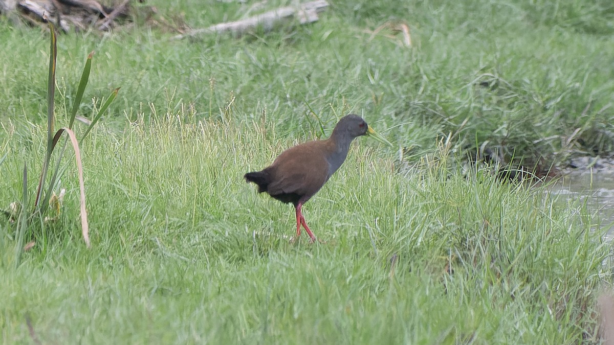 Râle noirâtre - ML644653160