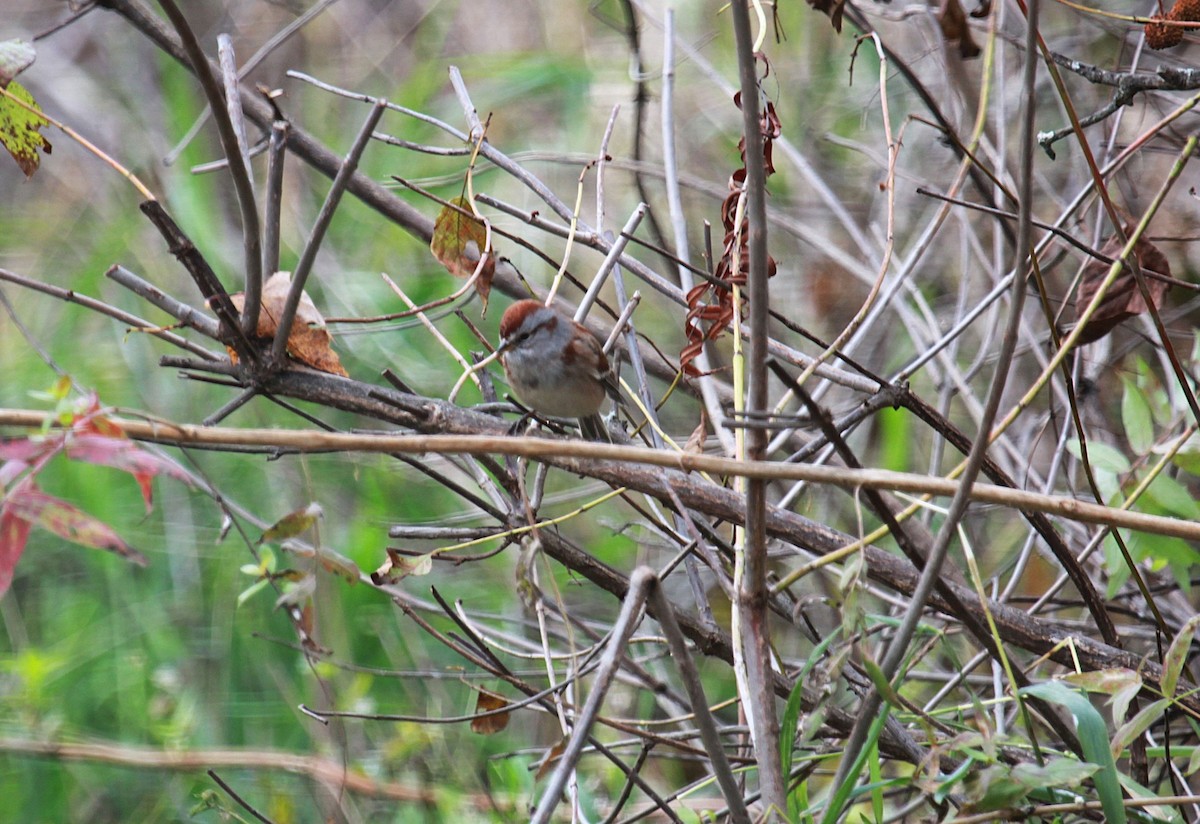 ムナフヒメドリ - ML644653169