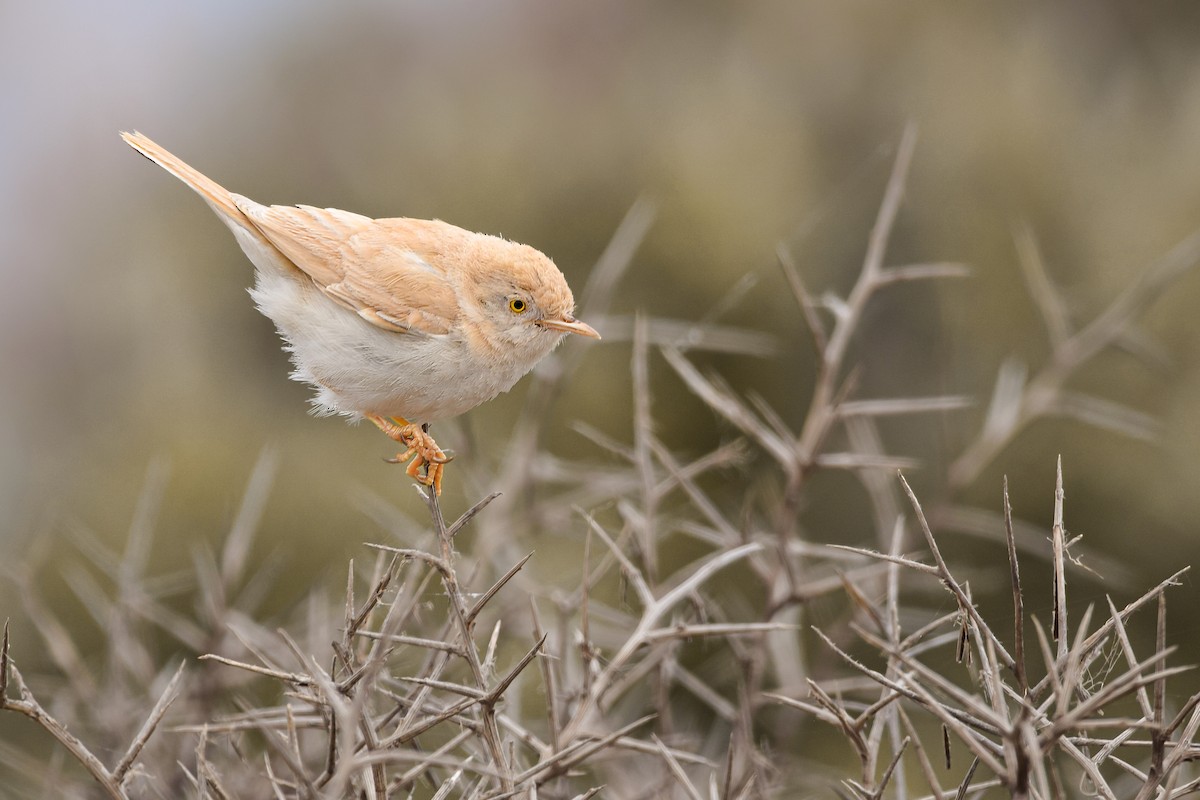 African Desert Warbler - ML644653170