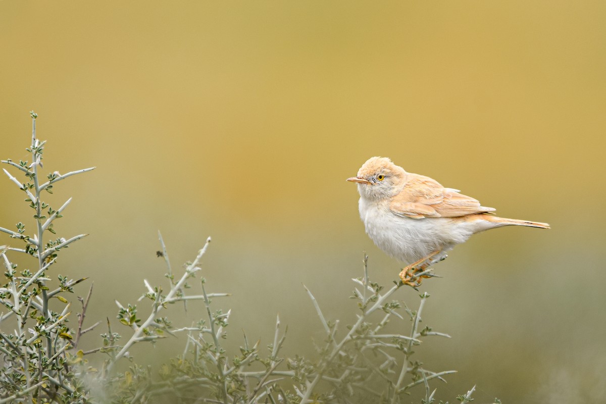 African Desert Warbler - ML644653171