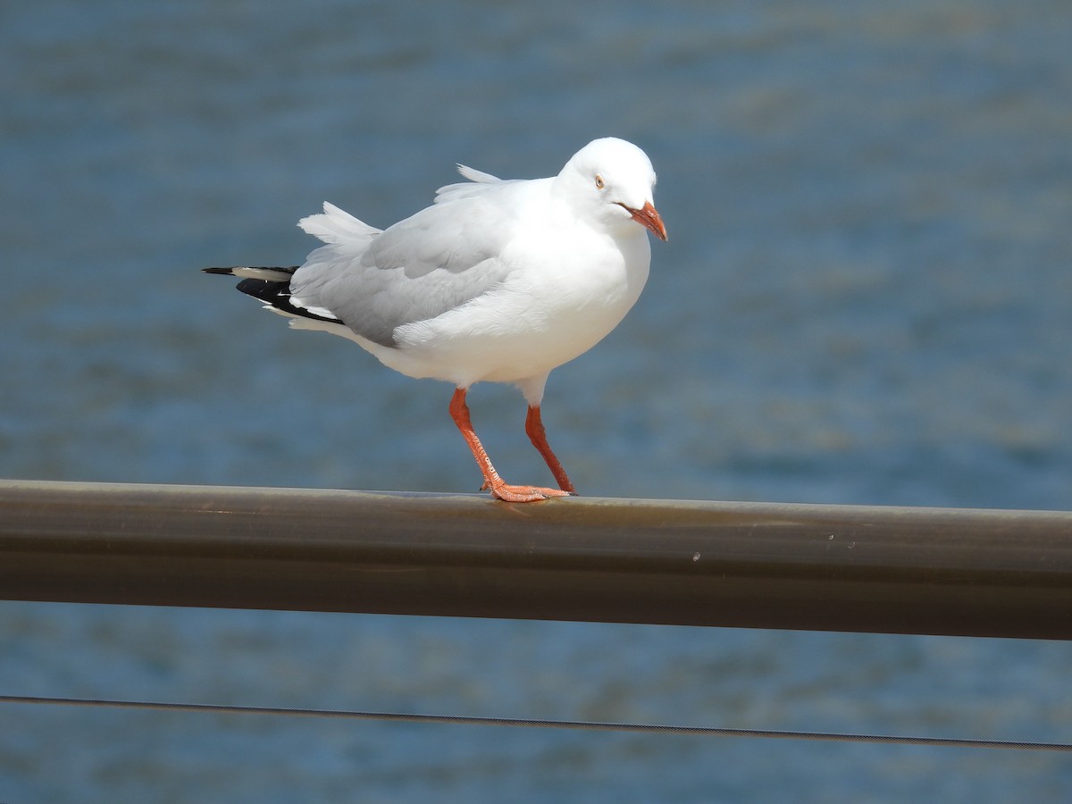 racek australský - ML644653172