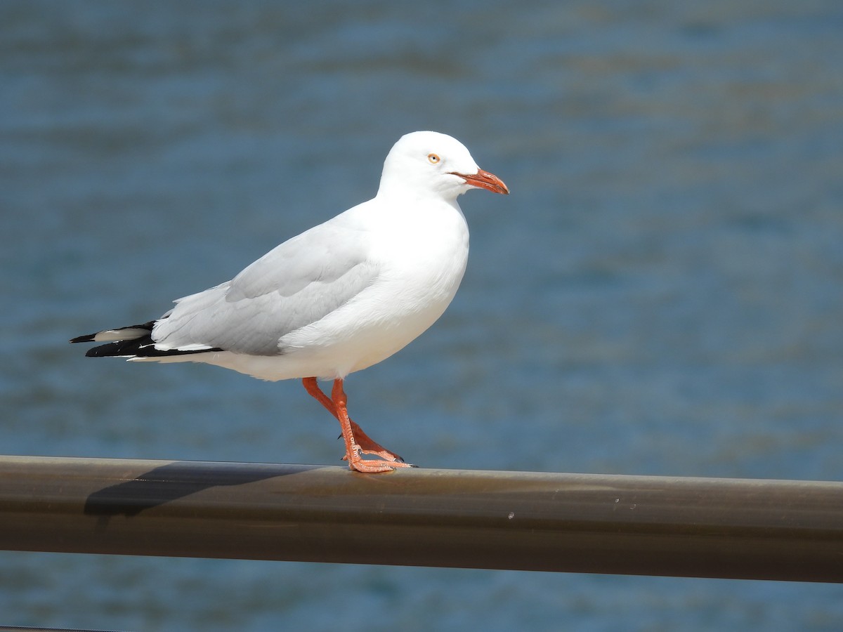 racek australský - ML644653173