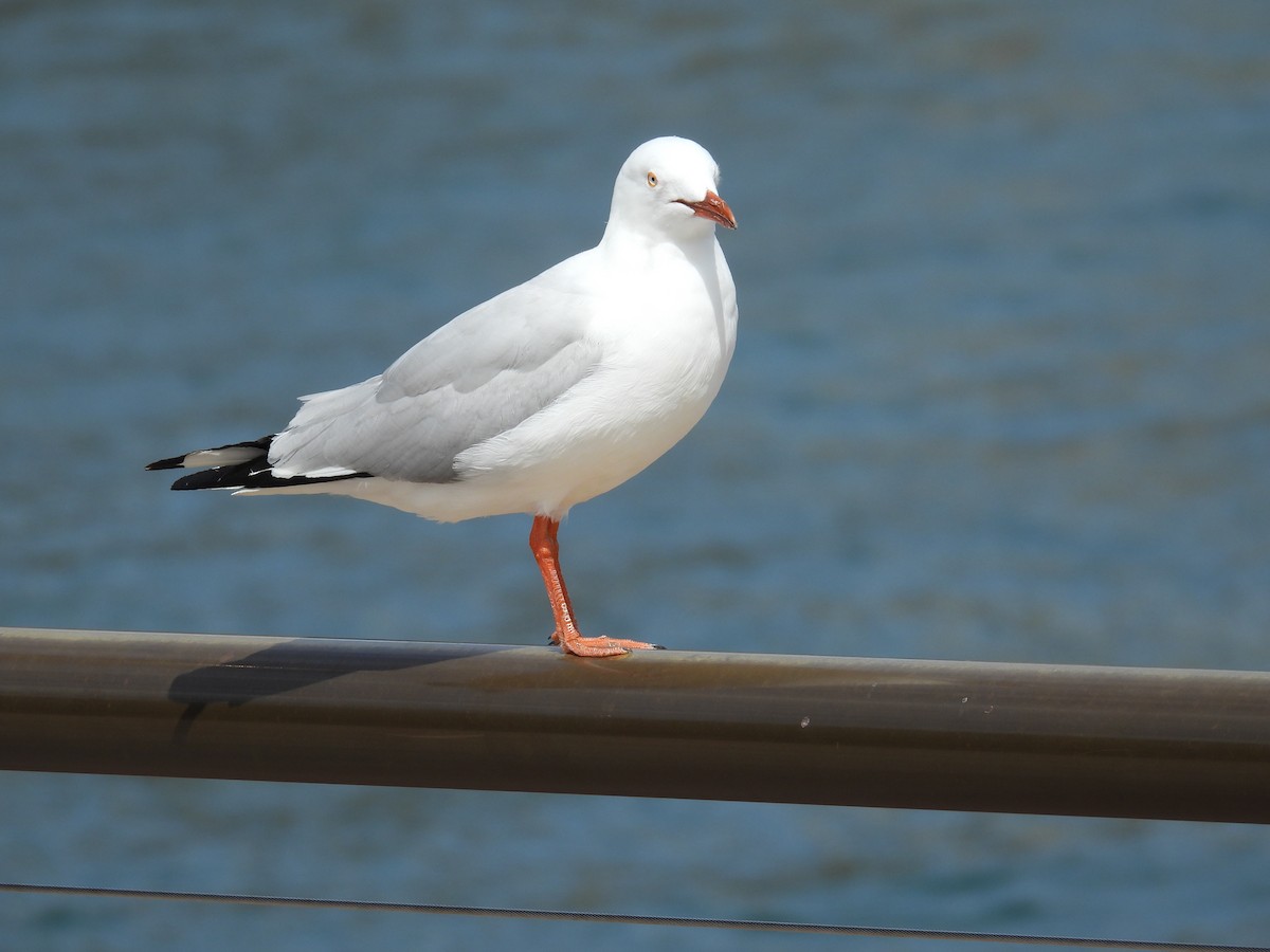 racek australský - ML644653174