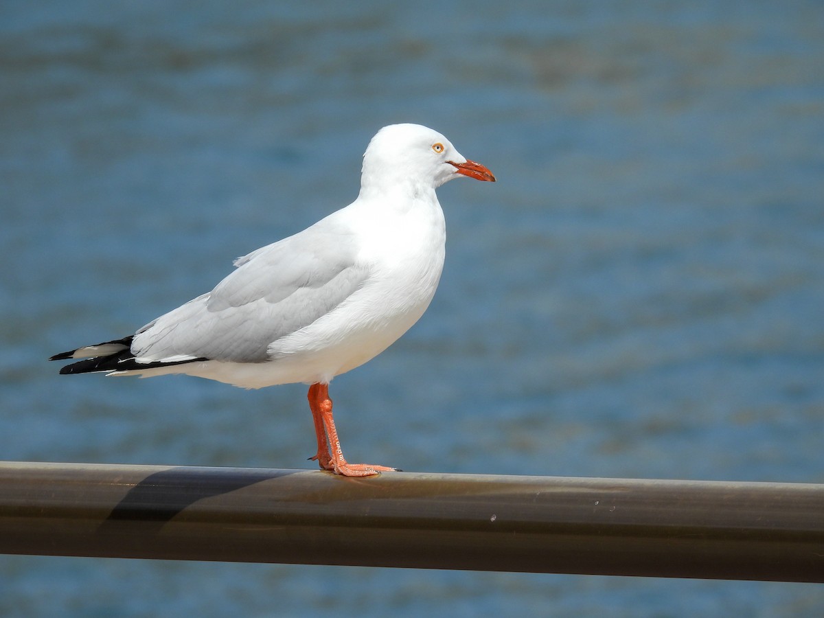 racek australský - ML644653175