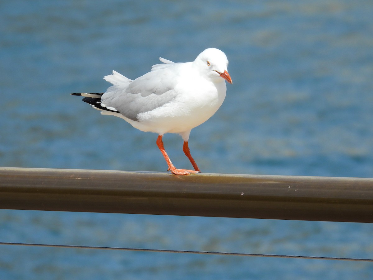 racek australský - ML644653176