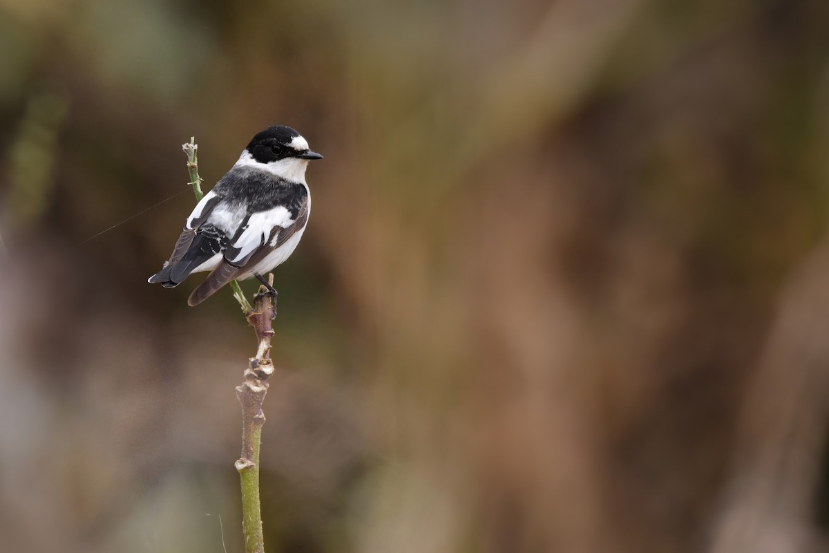 Collared Flycatcher - ML644653177