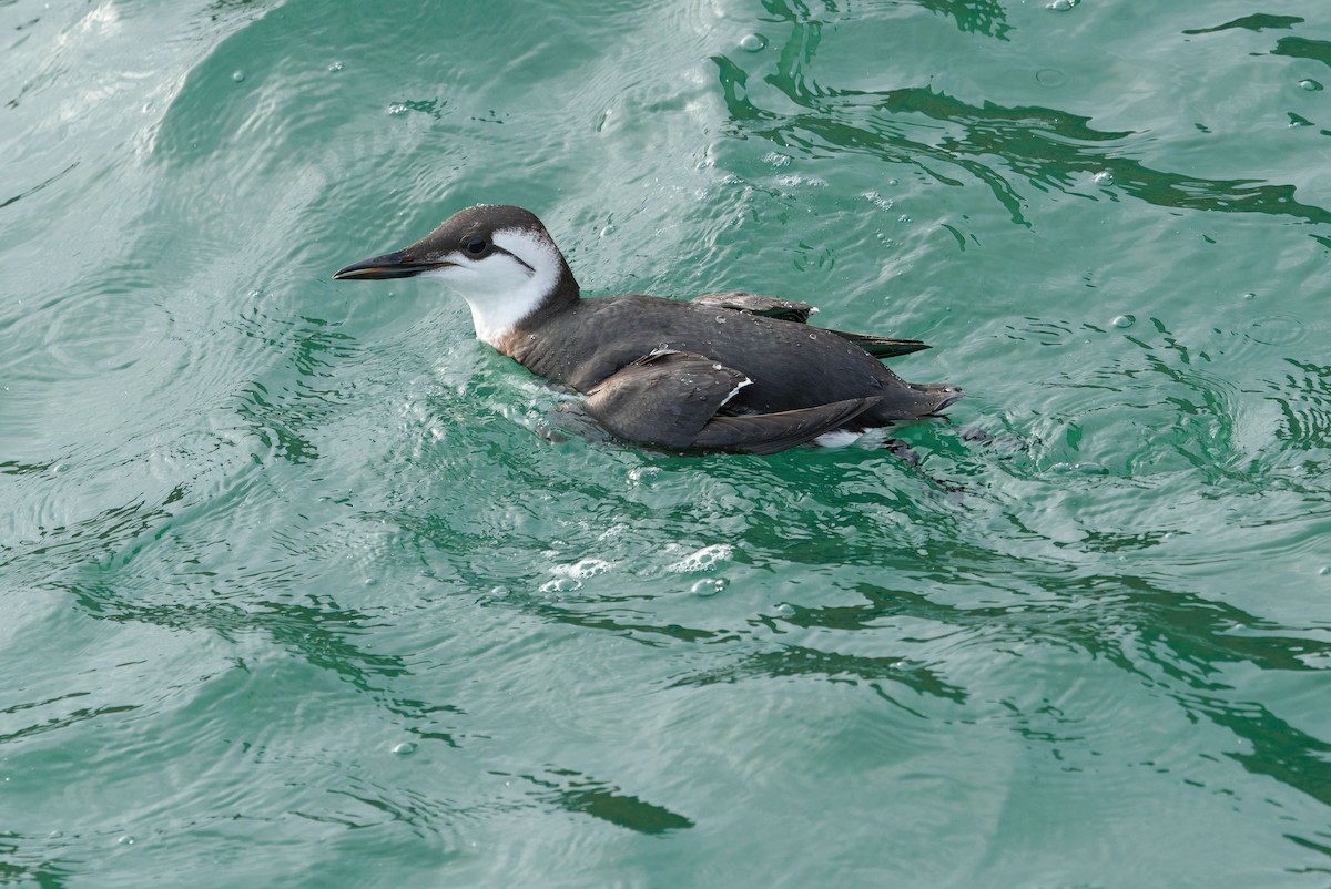 Common Murre - ML644653185