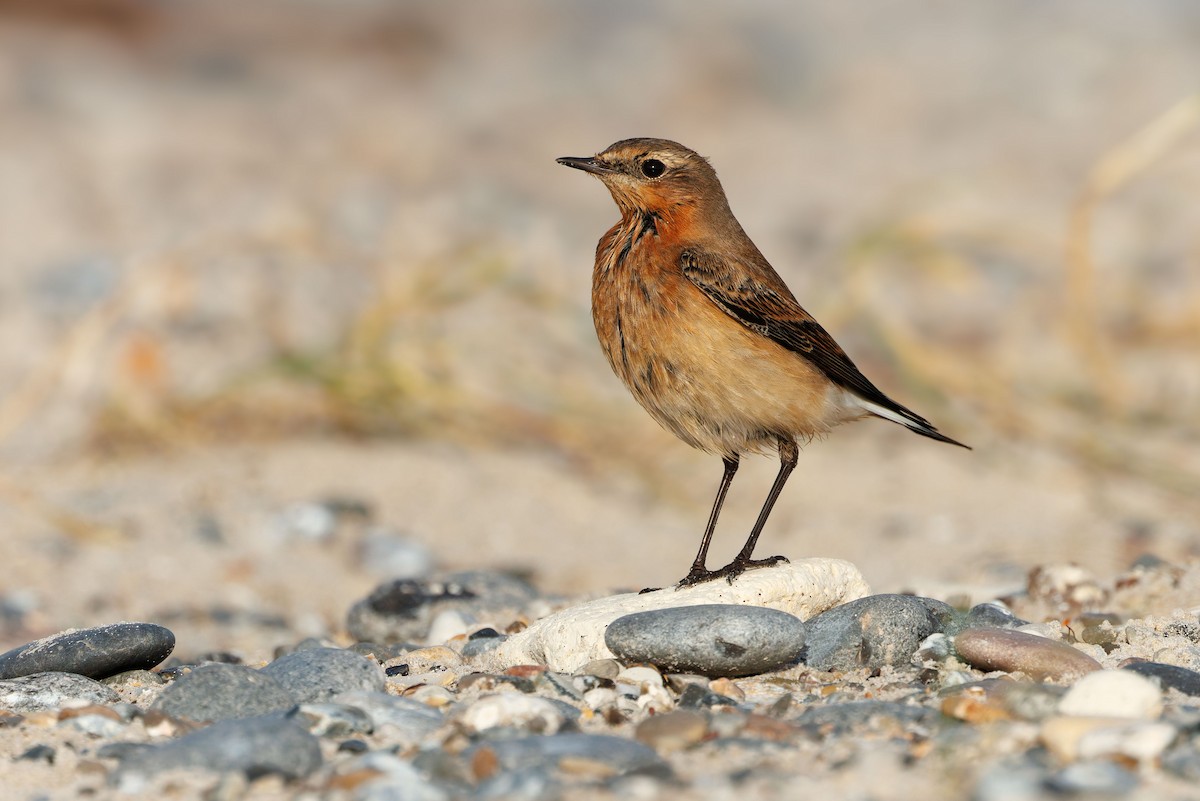 Northern Wheatear - ML644653188