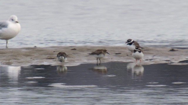White-rumped Sandpiper - ML644653189