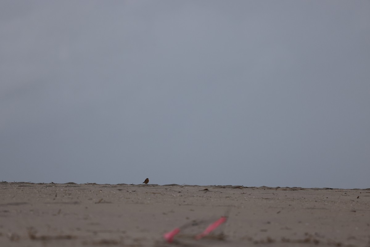 Northern Wheatear - ML644653190