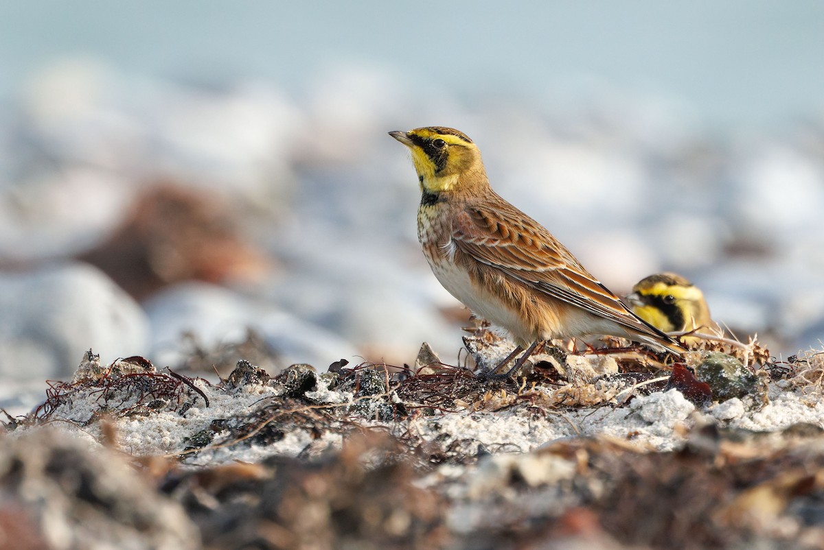 Horned Lark - ML644653193
