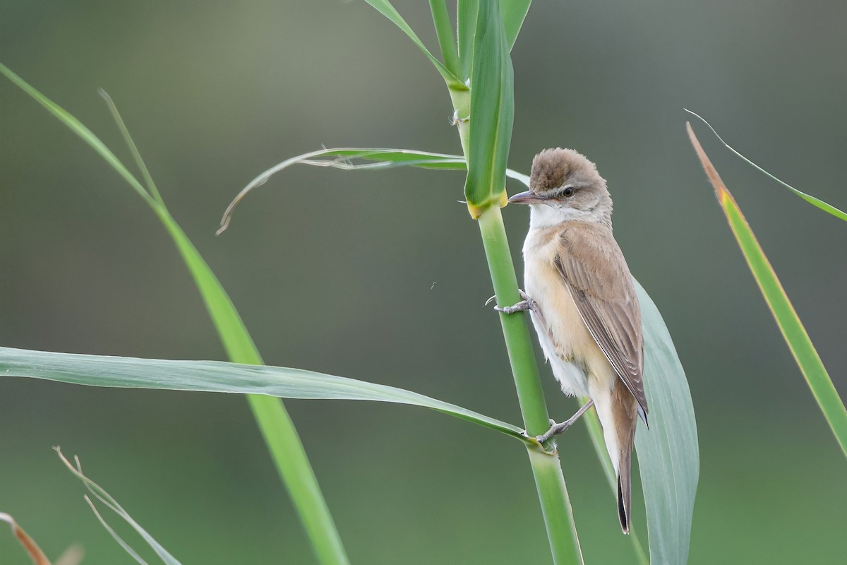 Great Reed Warbler - ML644653200
