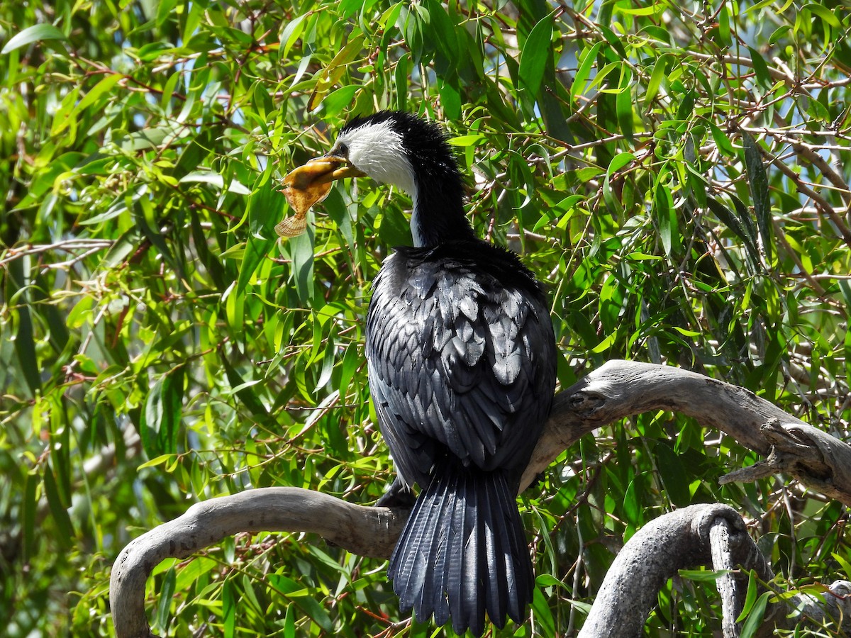 kormorán černobílý - ML644653202