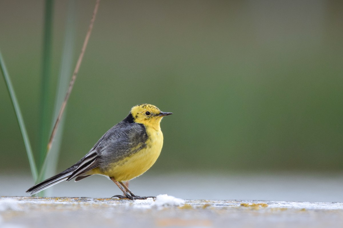 黃頭鶺鴒 - ML644653204