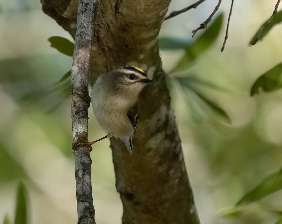 Golden-crowned Kinglet - ML644653205