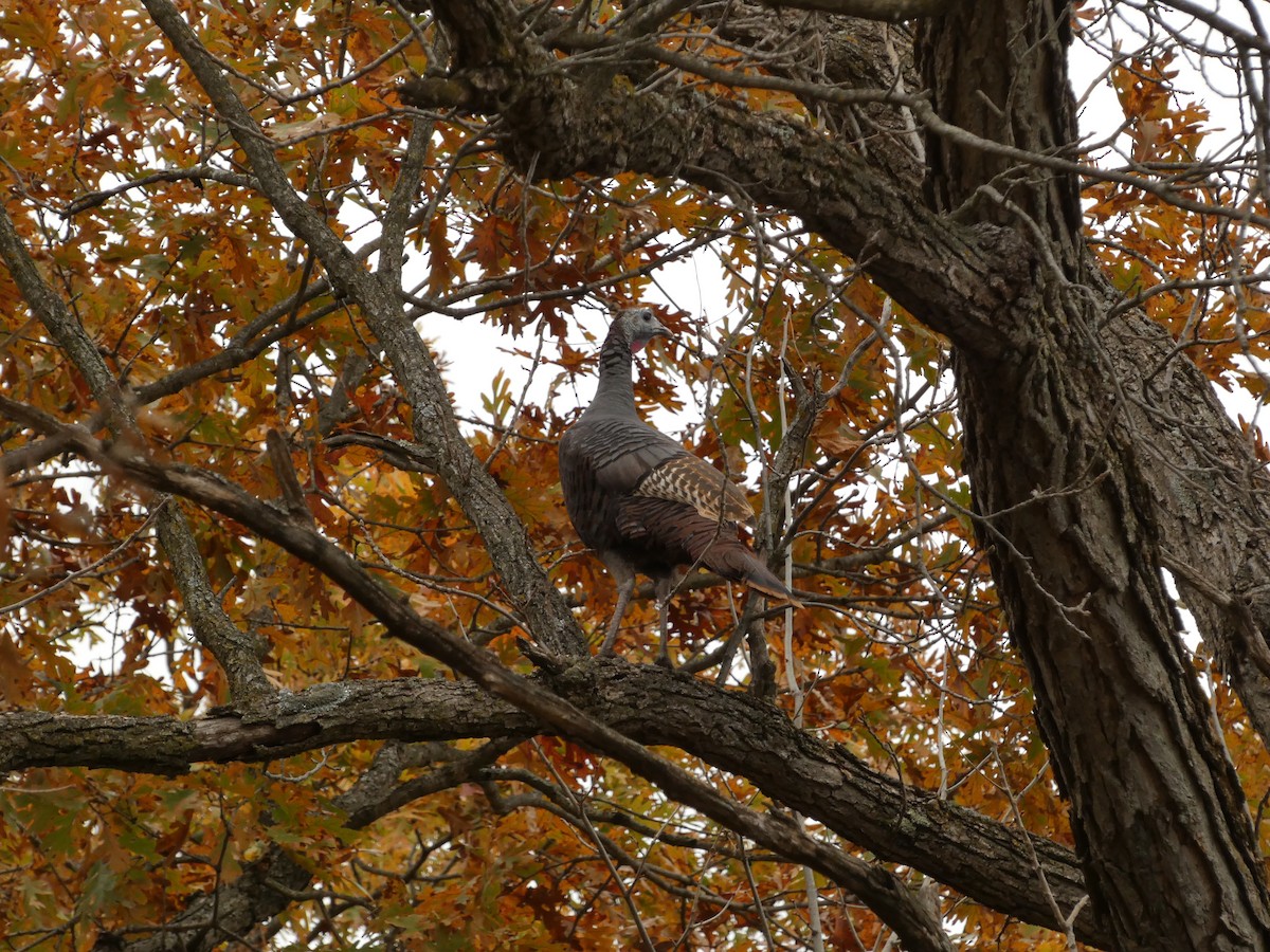 シチメンチョウ - ML644653206