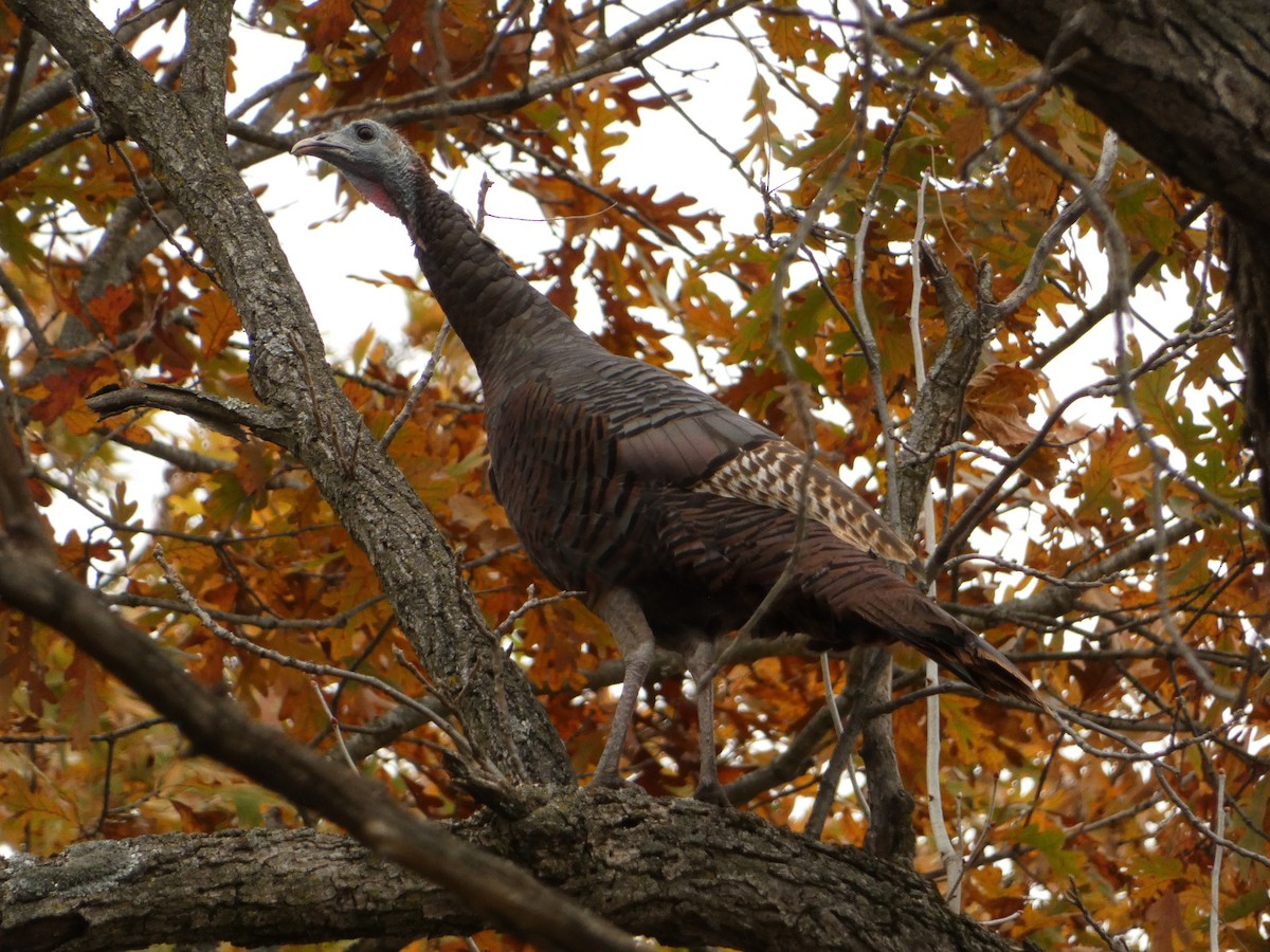 シチメンチョウ - ML644653207