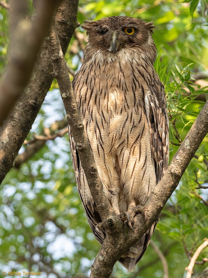 Grand-duc brun - ML644653208