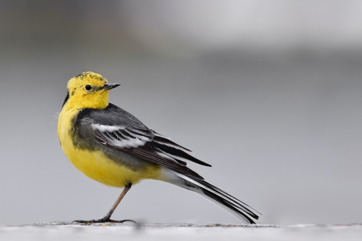 黃頭鶺鴒 - ML644653214