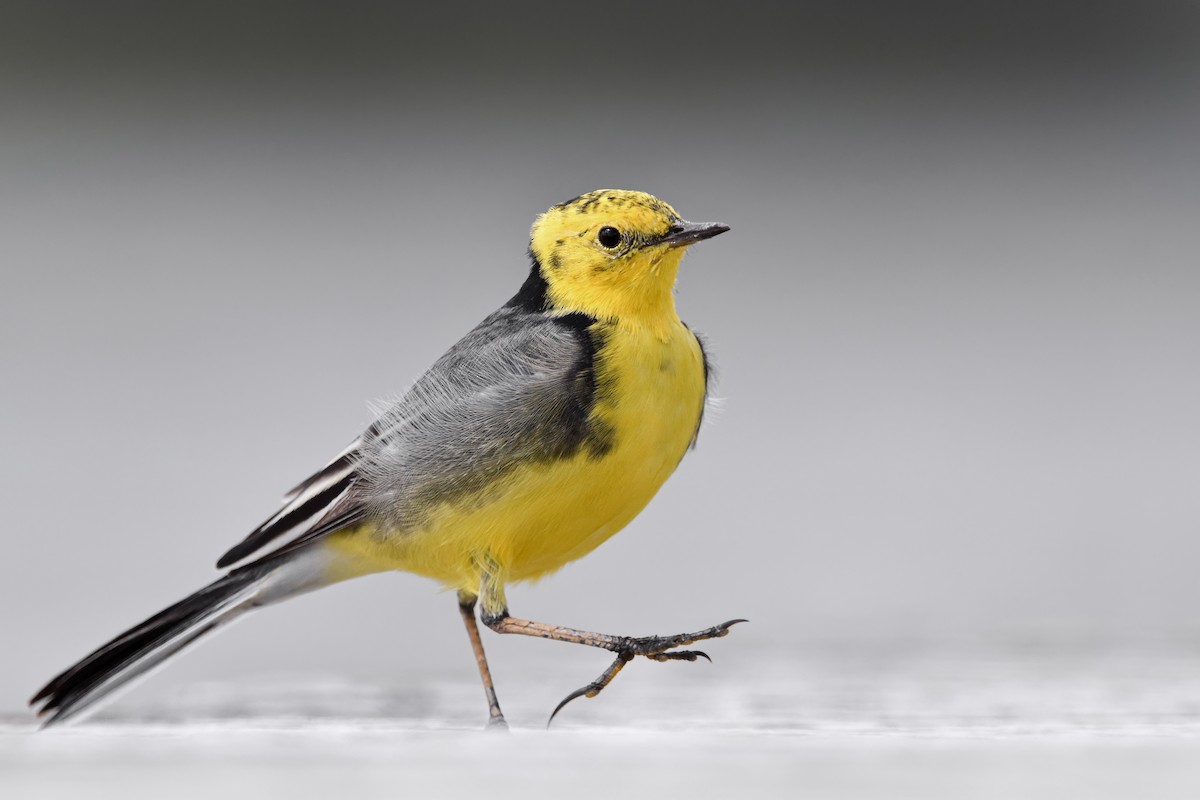 黃頭鶺鴒 - ML644653215