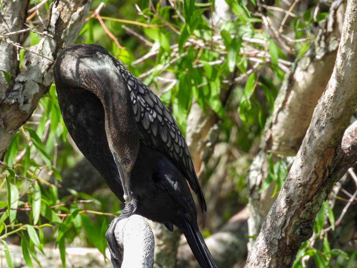 kormorán australský - ML644653216