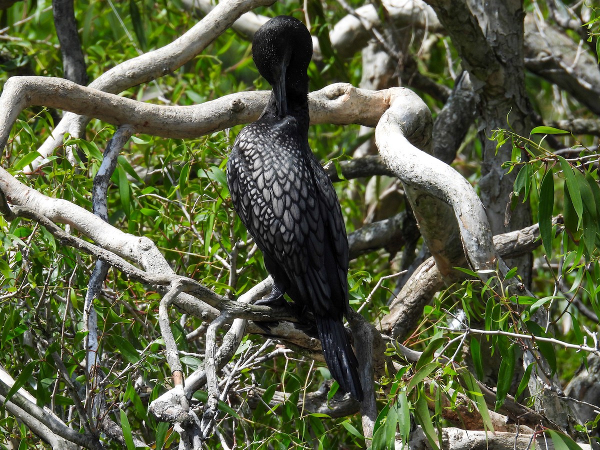 kormorán australský - ML644653217