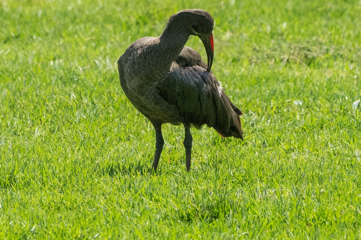 hadadaibis - ML644653224