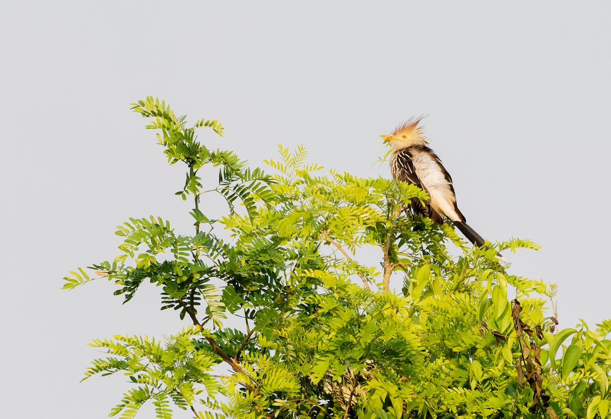 Guira Cuckoo - ML644653228